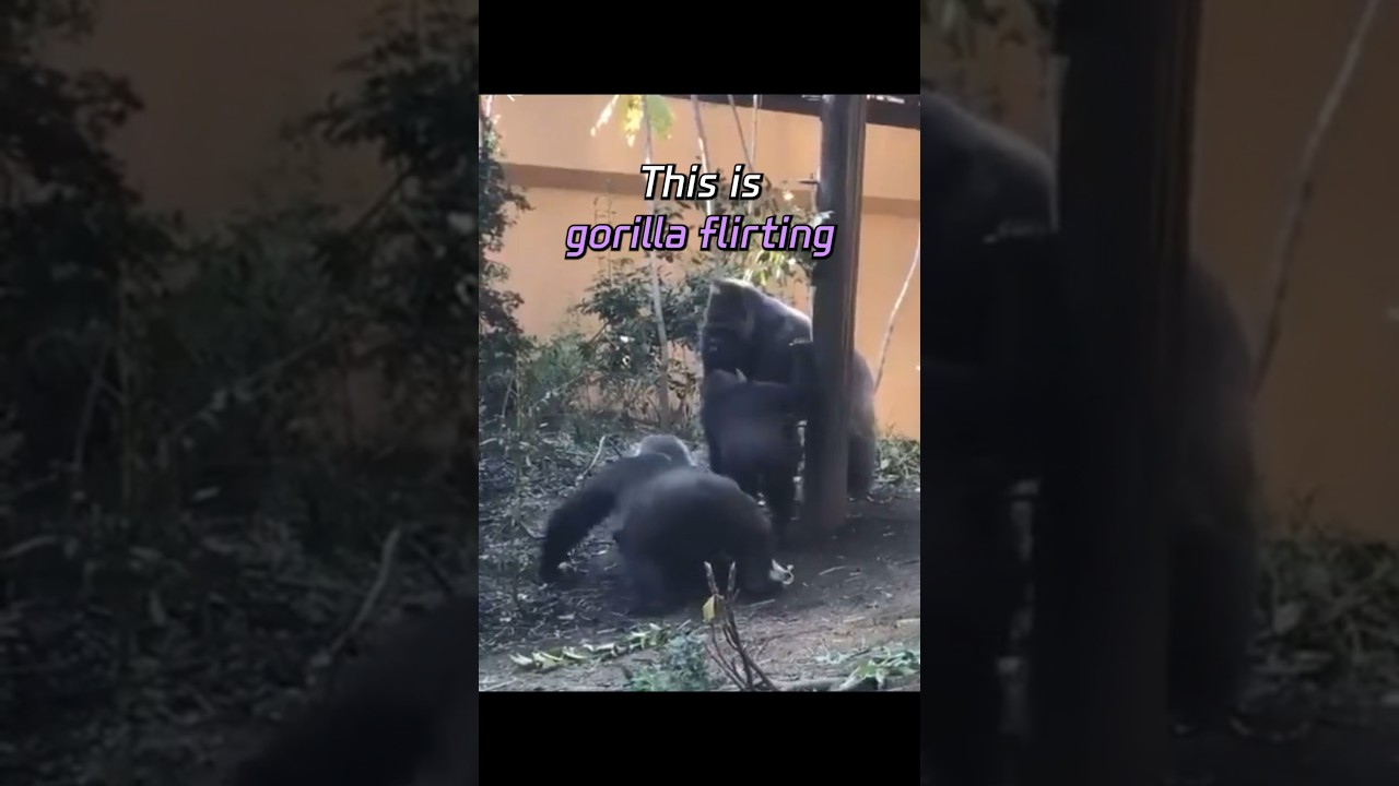 How a Female Gorilla Flirts
