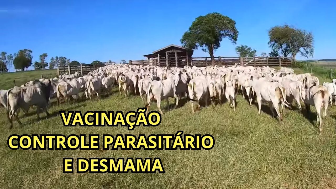 MANEJO SANITÁRIO NA VACADA DO LOTE 2