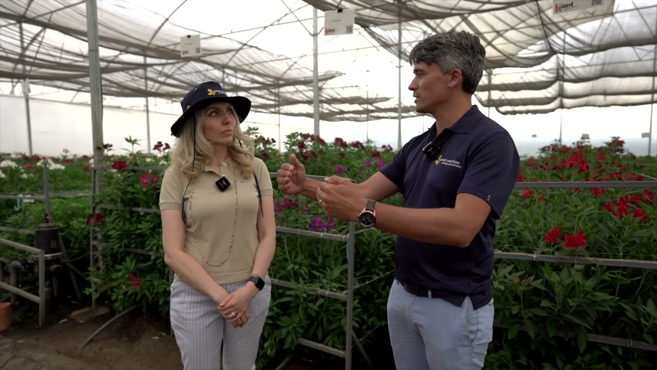 United Selections: Our Partnership with Konst Alstroemeria