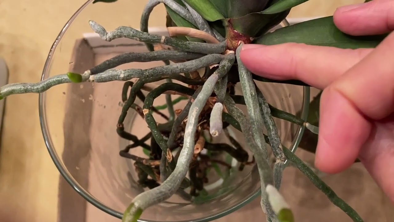 How Long Does It Take for Dark Green Roots to Return to Their Original 'Silvery Green' Color?