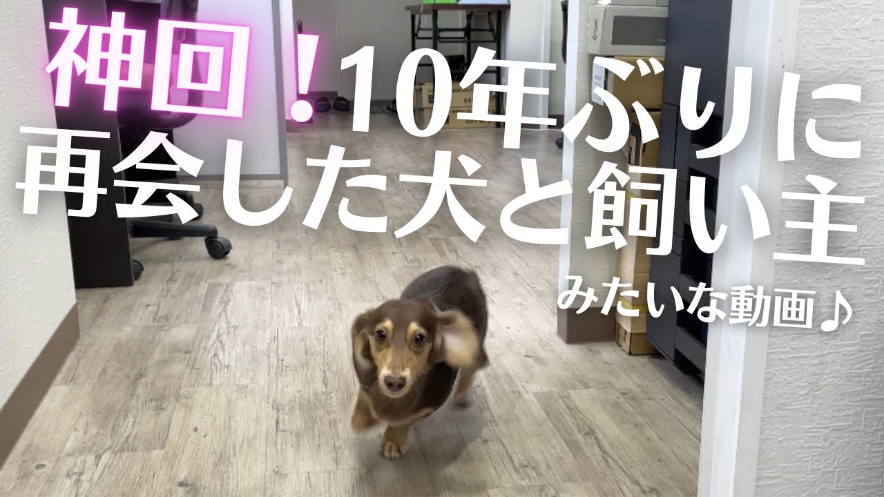 【衝撃1:42】失神レベル！今回の動画は本当に凄いんです。兎にも角にもご覧あれ♪【るぱんの物語82話】《犬のいる暮らし・ミニチュアダックスフンド》