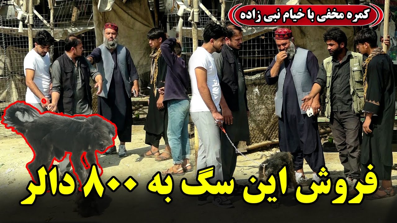 Hidden Camera: Selling this dog for 800 dollars🤣 /🤣 کمره مخفی: فروش این سگ به ۸۰۰ دالر