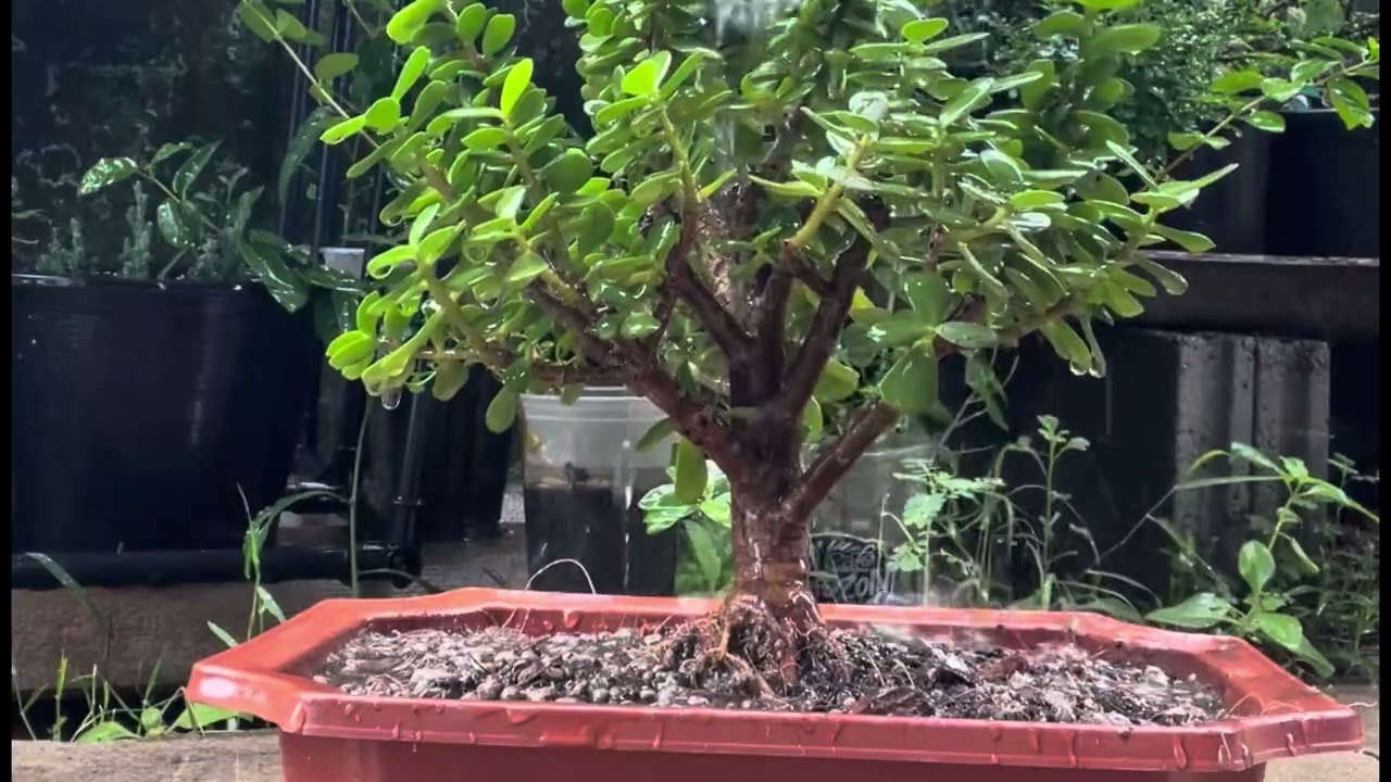 ทำบอนไซเบี้ยเศรษฐี หรือคลาสซูล่า #บอนไซเบี้ยเศรษฐี #บอนไซคลาสซูล่า