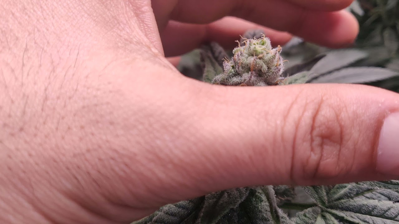 Growing Weed Indoor- Mid Week 6 of Flower. Bigger Buds ? Close up Shoots 4K Quality