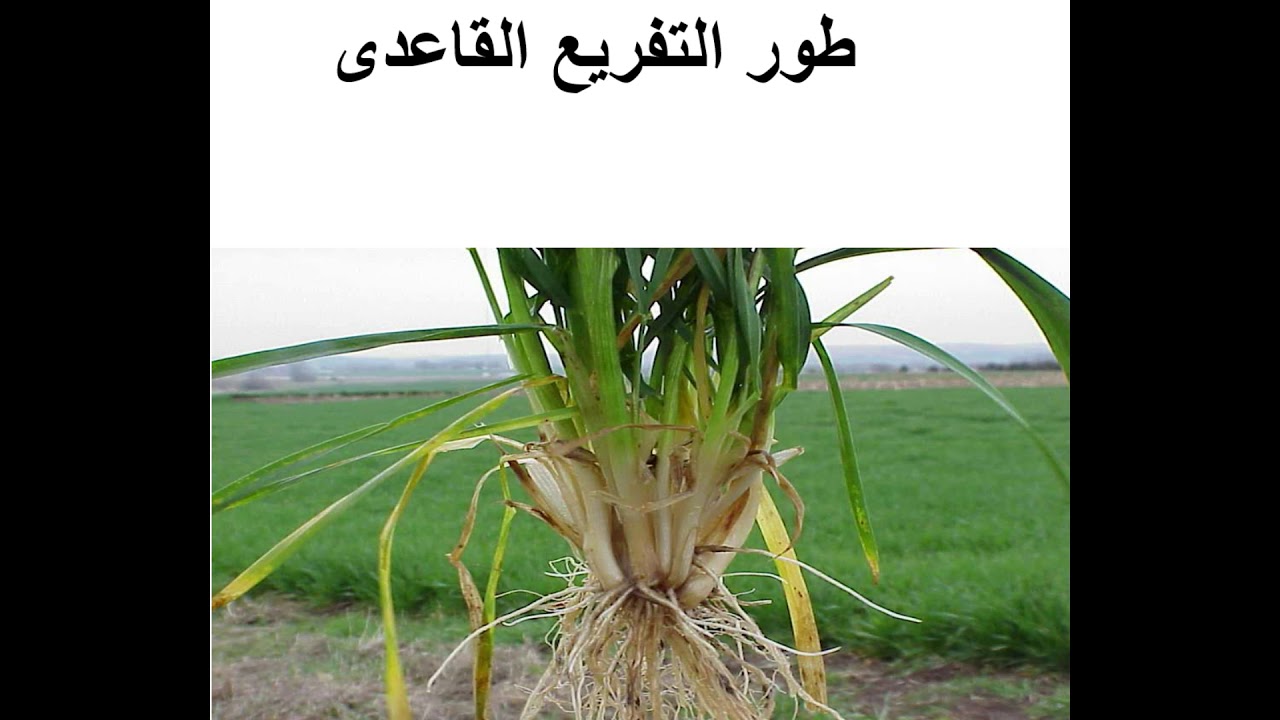 ازاى تخلي القمح يفرع كوبس .. وبالتالى محصول كويس