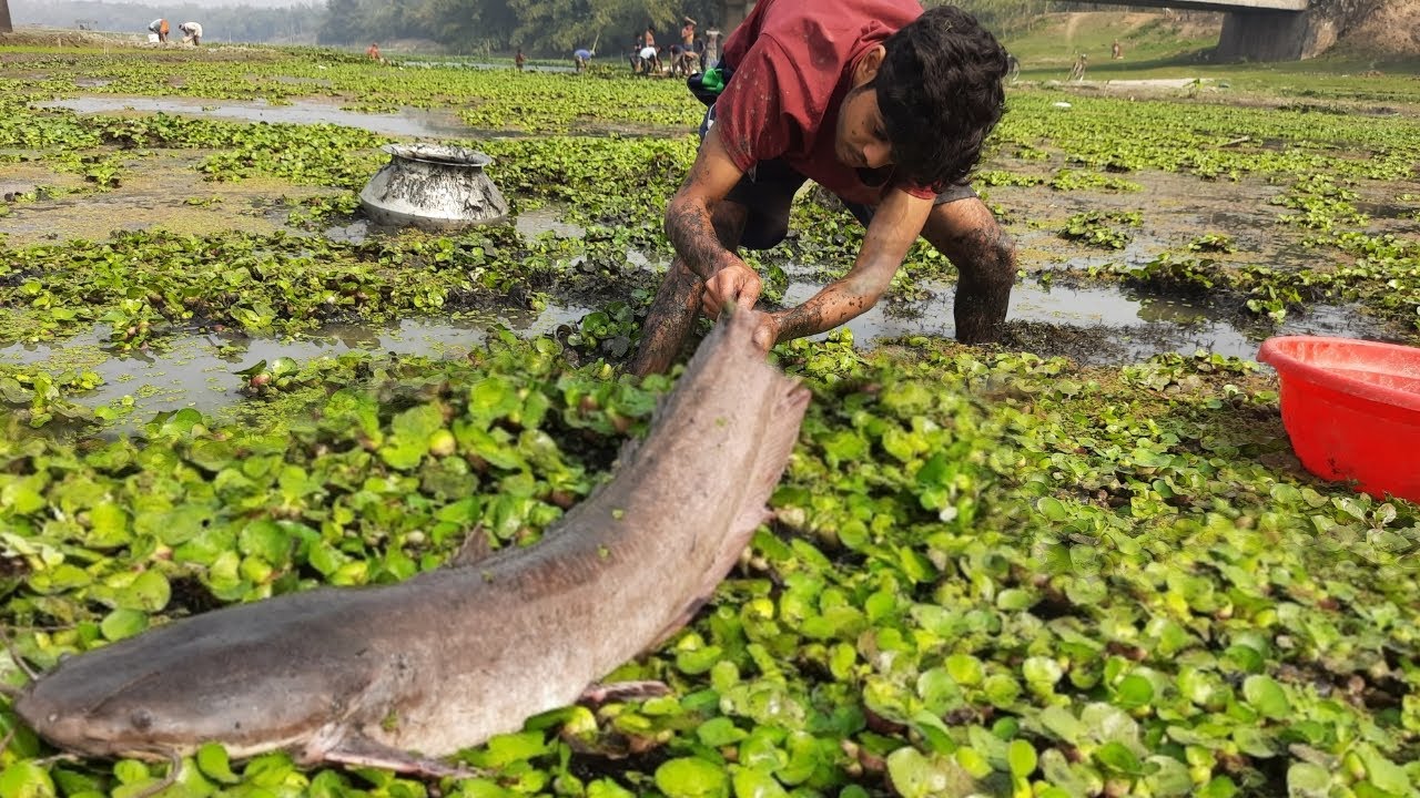 Hand Fishing. Smart Village Boy Is Catching Big Catfish By Hand From Under The Water Hyacinth.