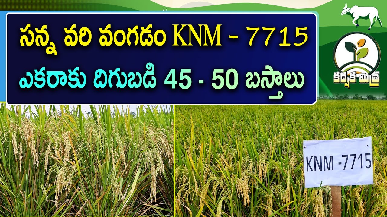 సన్న వరి రకాల్లో భేష్ కె.ఎన్.ఎమ్ - 7715 | New High Yield Paddy Variety KNM - 7715 | Karshaka Mitra