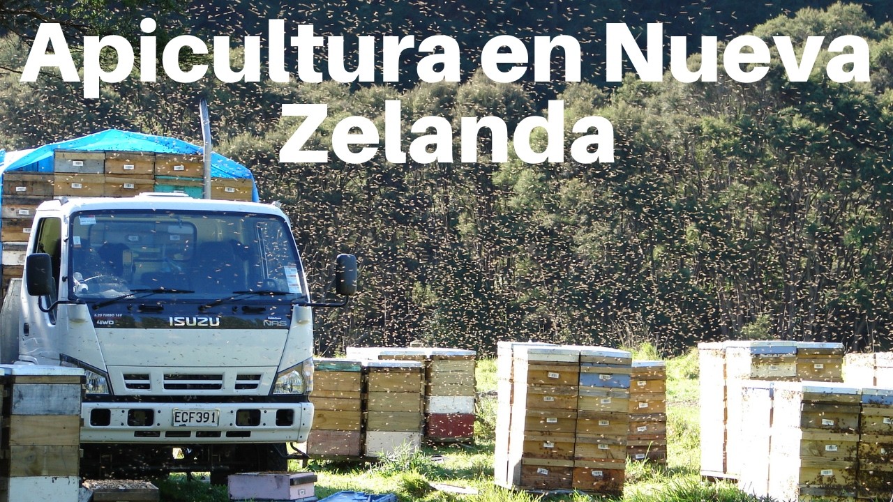 5 Lecciones que Aprendí Trabajando en Apicultura Comercial en Nueva Zelanda