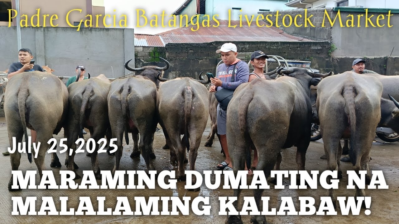 Malalaking Bufalo at Kalabaw!(Price update!)