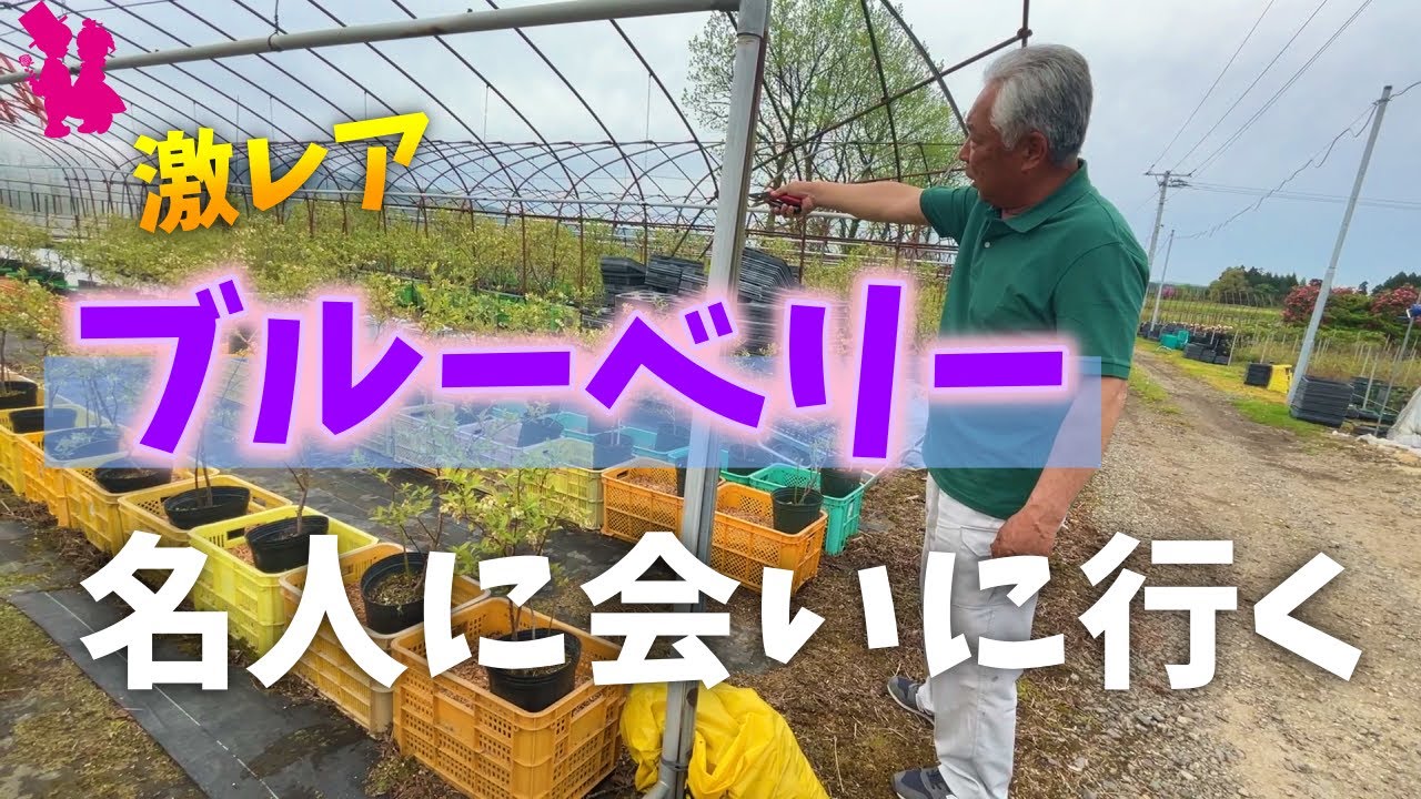 【農場見学】ブルーベリー生産者の農場にお邪魔してアレコレ聞いてきた