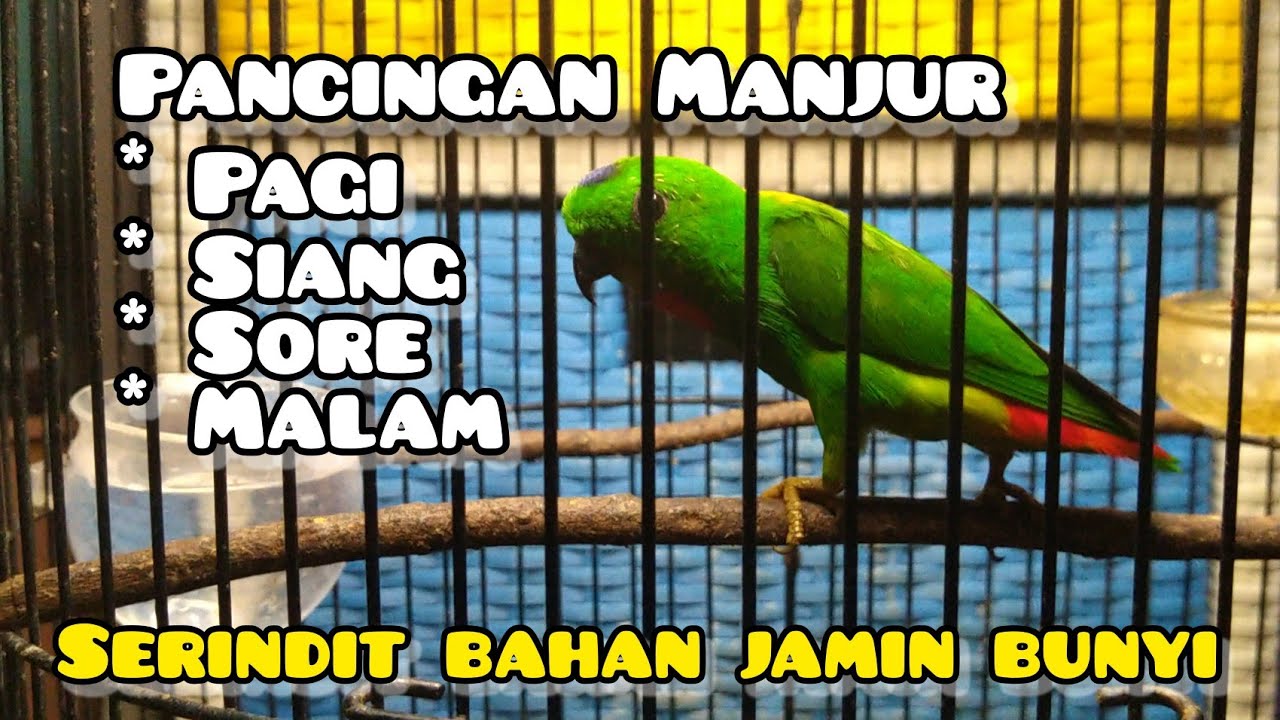 Pancingan Serindit pagi, sore, siang, malam, serindit manapun pasti gacor.
