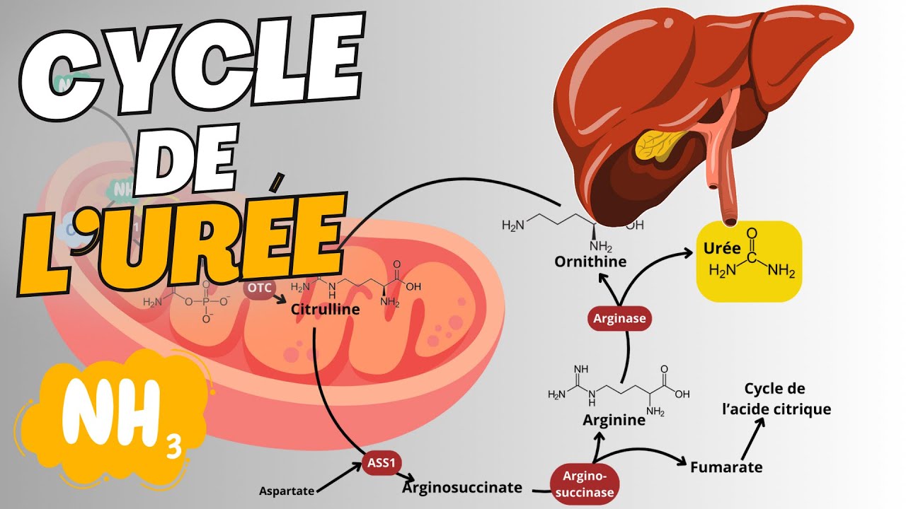 Le cycle de l'urée - Uréogenèse : Explication Simple - Biochimie