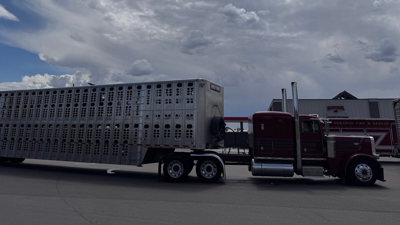 LAVANDO JAULA GANADERA #truck 