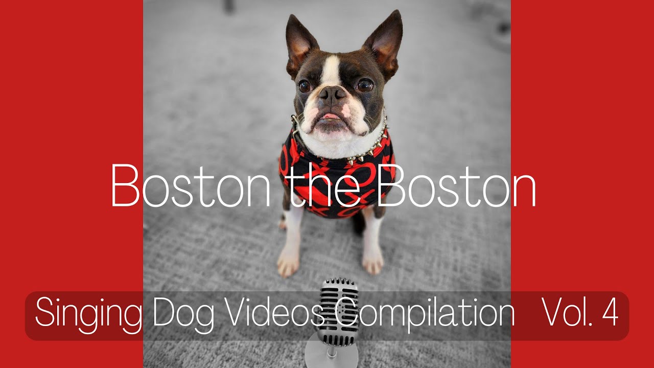 Sining Boston Terrier Montage Vol. 4