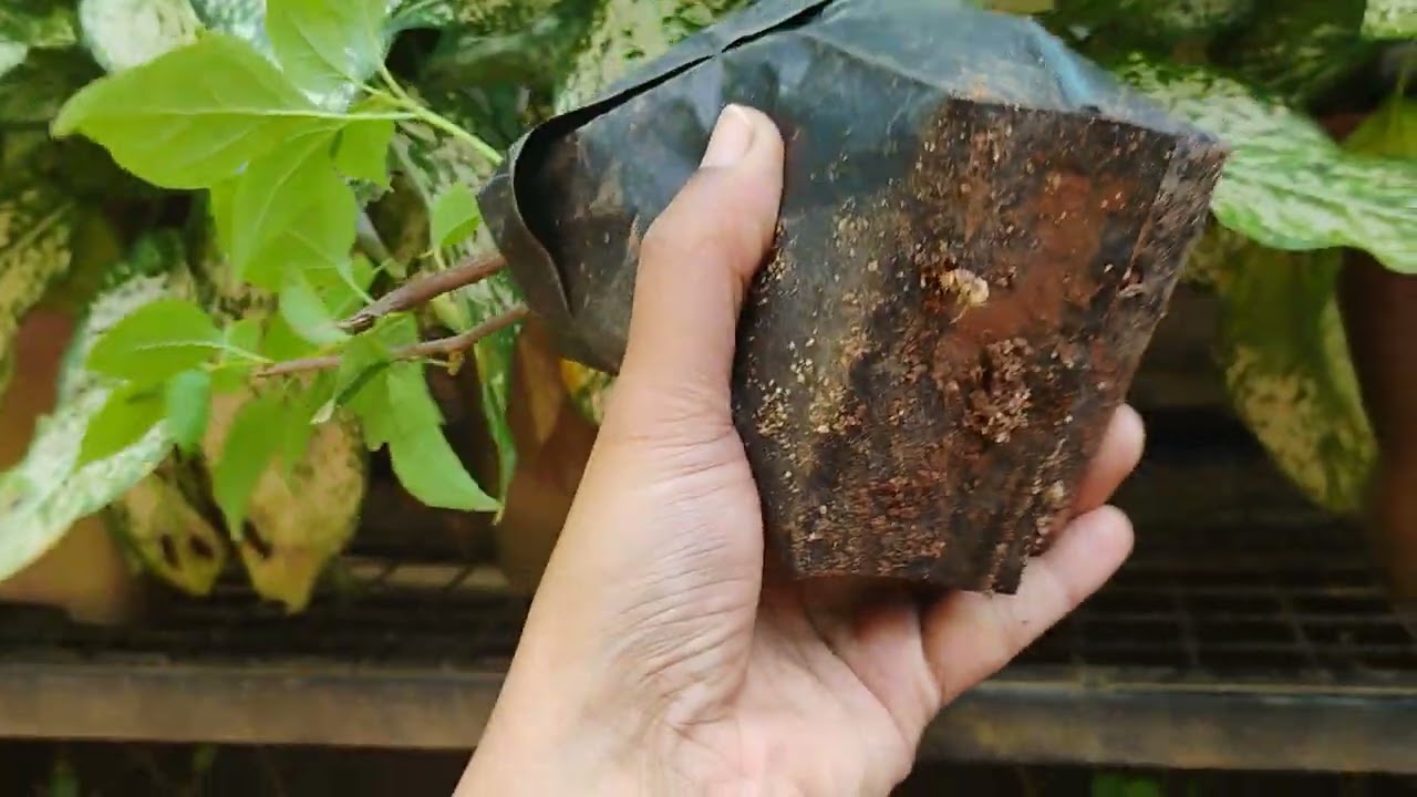 കവർ പ്ലാന്റ്സ് ചെറിയ വിലയിൽ 