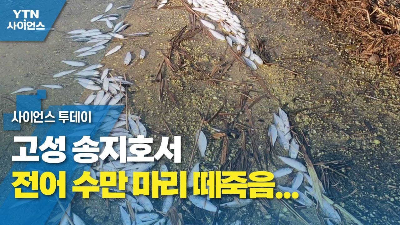 고성 송지호서 전어 수만 마리 떼죽음...
