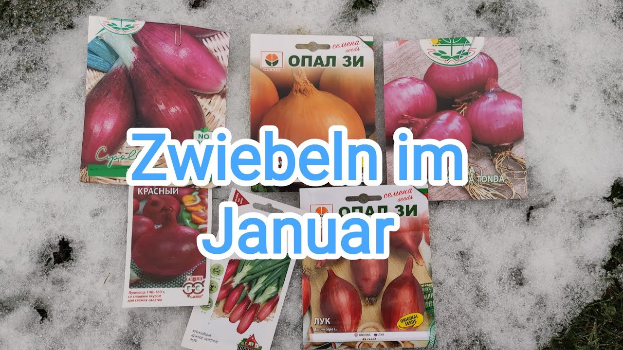 Januar/Zwiebeln säen für das Freiland. 🌰