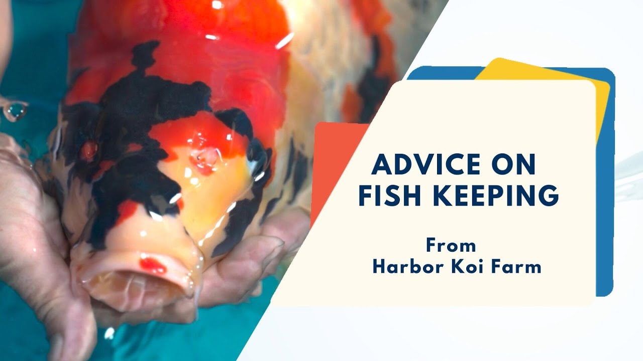 How to Keep Koi in Hot Summer -- Advices from Harbor Koi Farm