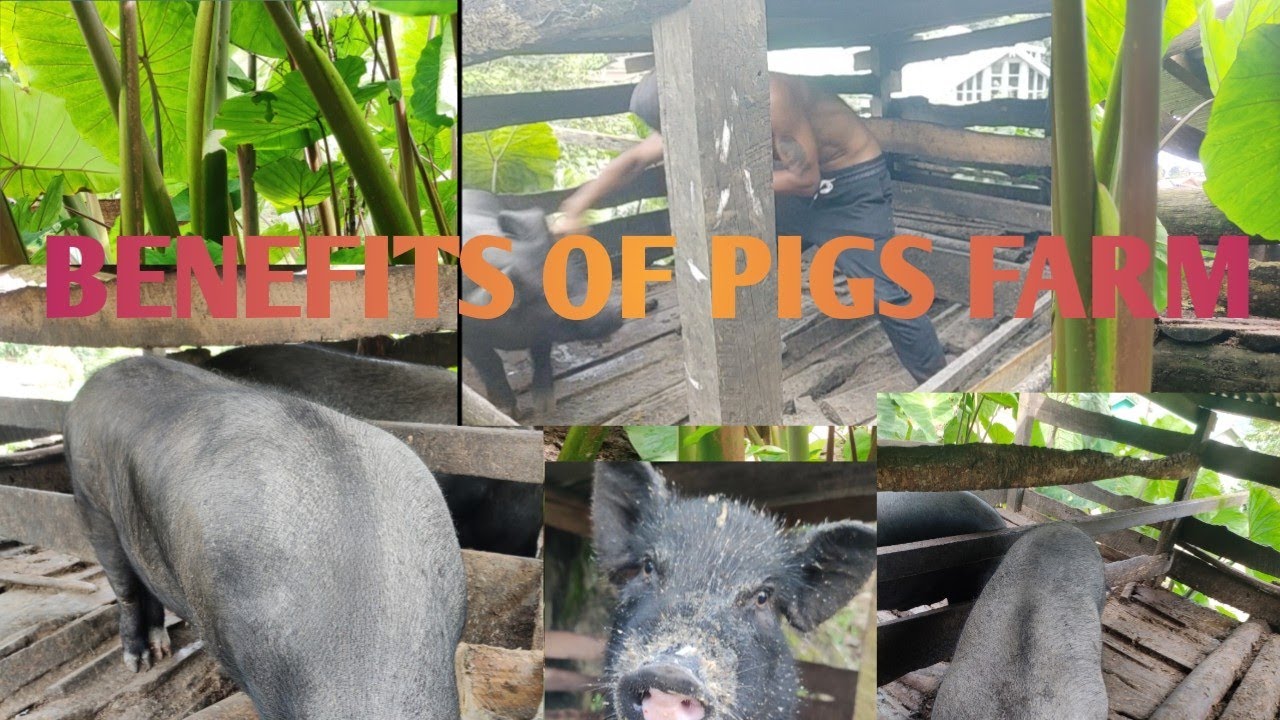 How to make local pig food to grow faster// 💯 pure local #benefitsofpigsfarm