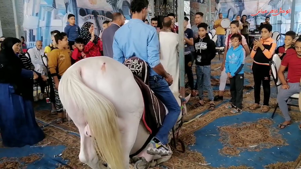 شوف الريس رمضان عمل اي ف الفرح هو والخيل واسمع نجم المزمار الريس ابراهيم كامل و الوحش ماهر عباس