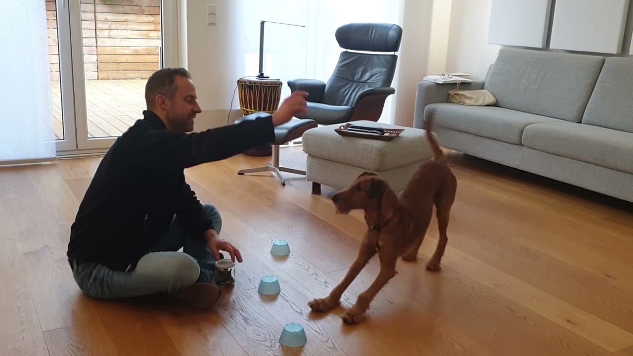 Irish Terrier Hütchenspiel Intelligenzspiel