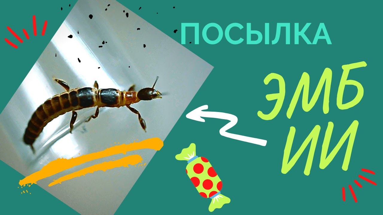 Эмбии савигни  (Embia savignyi). Посылка. Распаковка. Пересадка.