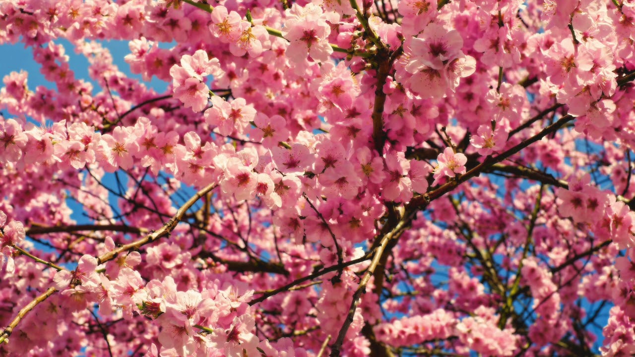 CHERRY BLOSSOM- FREDDIE GIBBS/JPEGMAFIA TYPE BEAT