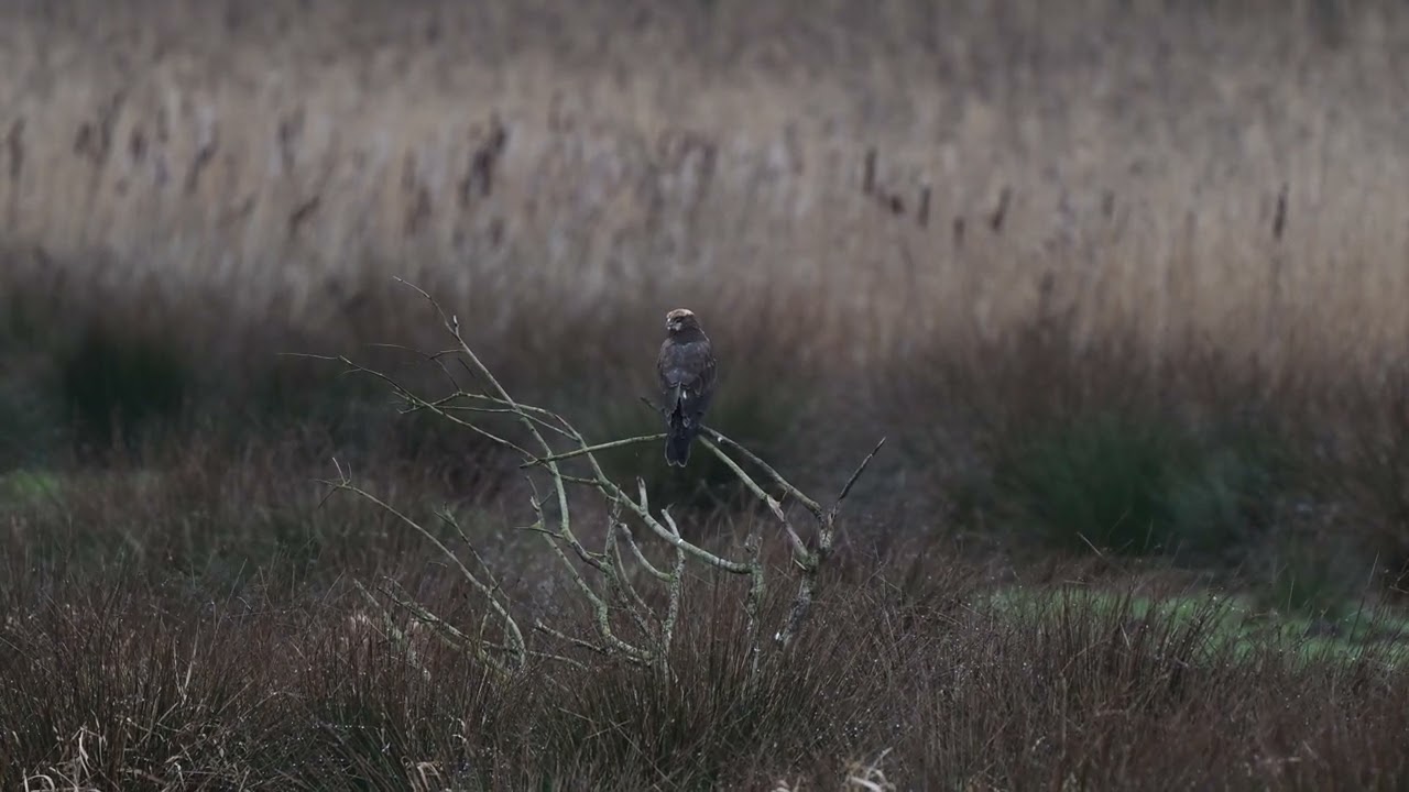 Marsh Harrier.