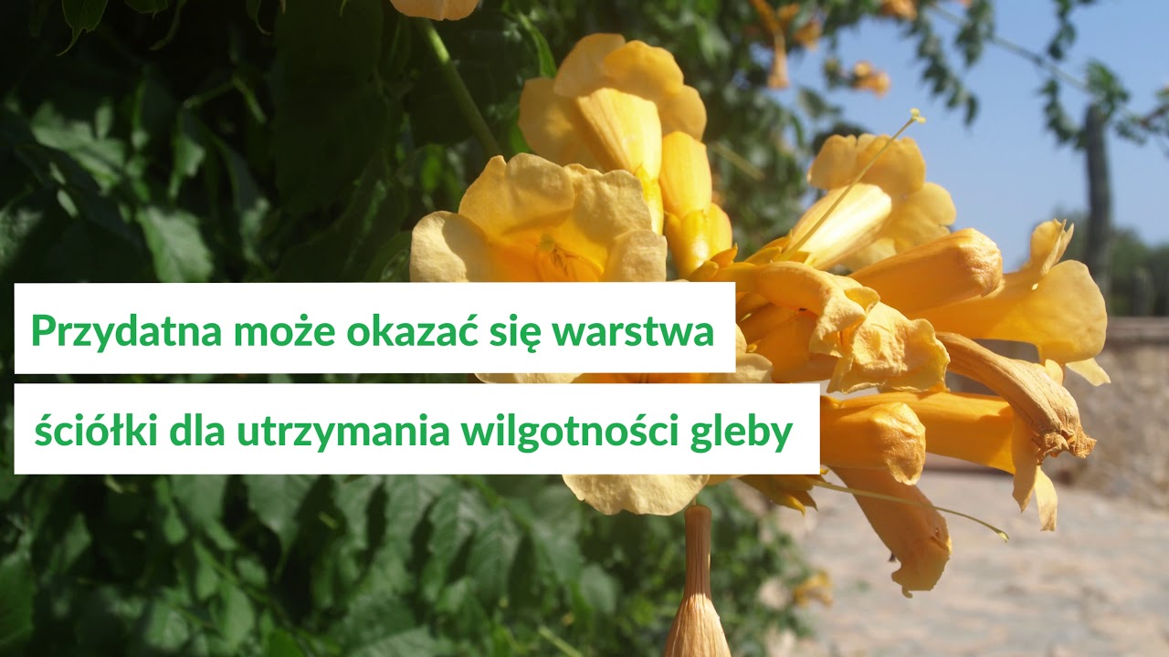 Milin amerykański - jak uprawiać to pnącze?