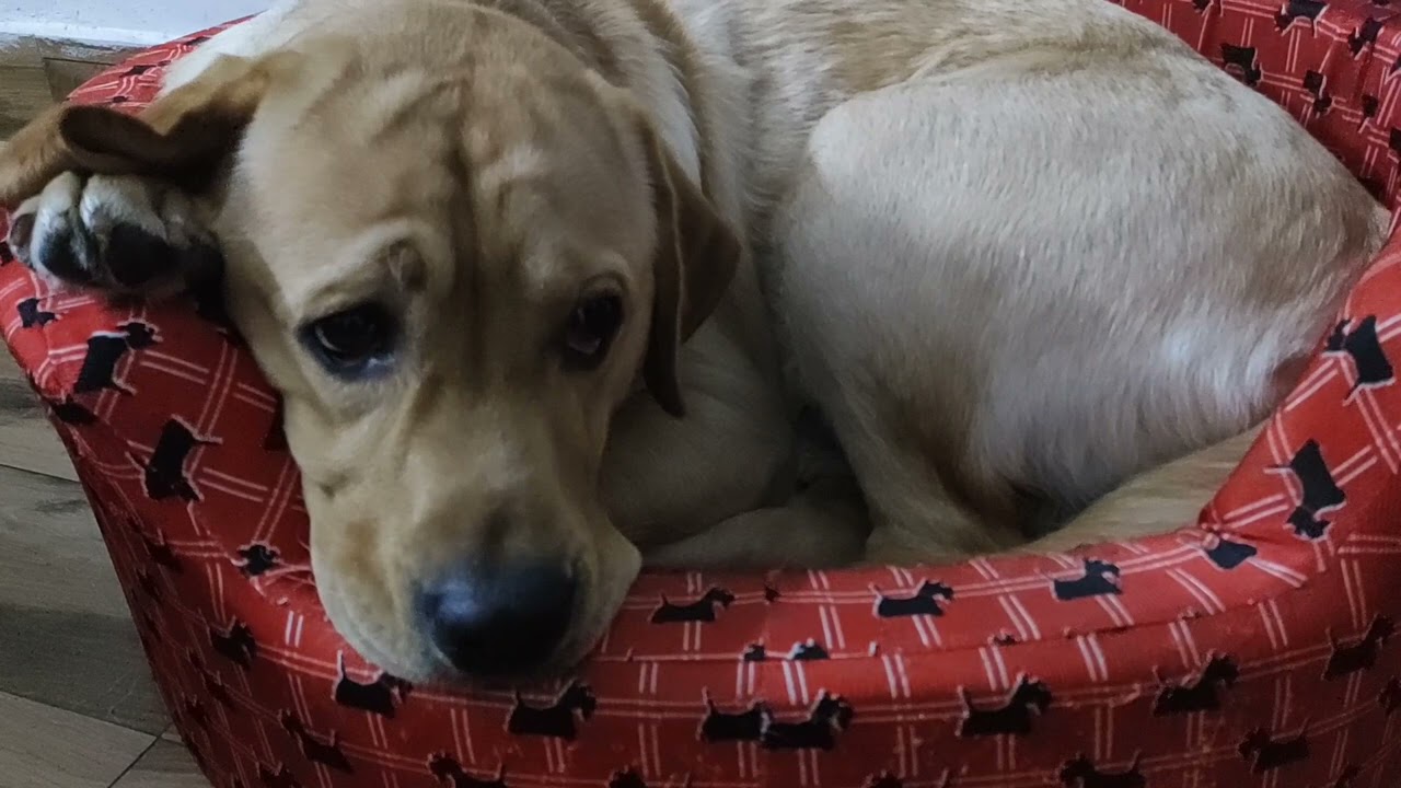 Labrador MILO is scared of SHIRO🤪