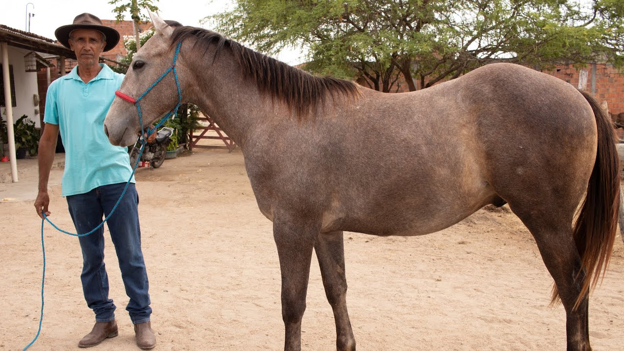 CAVALOS DE VAQUEJADA Á VENDA COM MEU AMIGO PAULINHO EM CARUARU PE 🐎💲