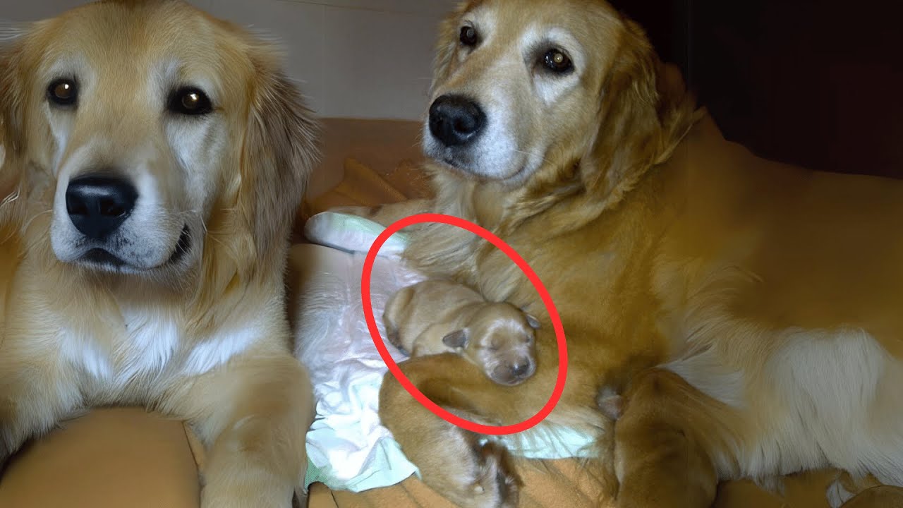 La historia de vida conmovedora de la Golden Retriever Beba