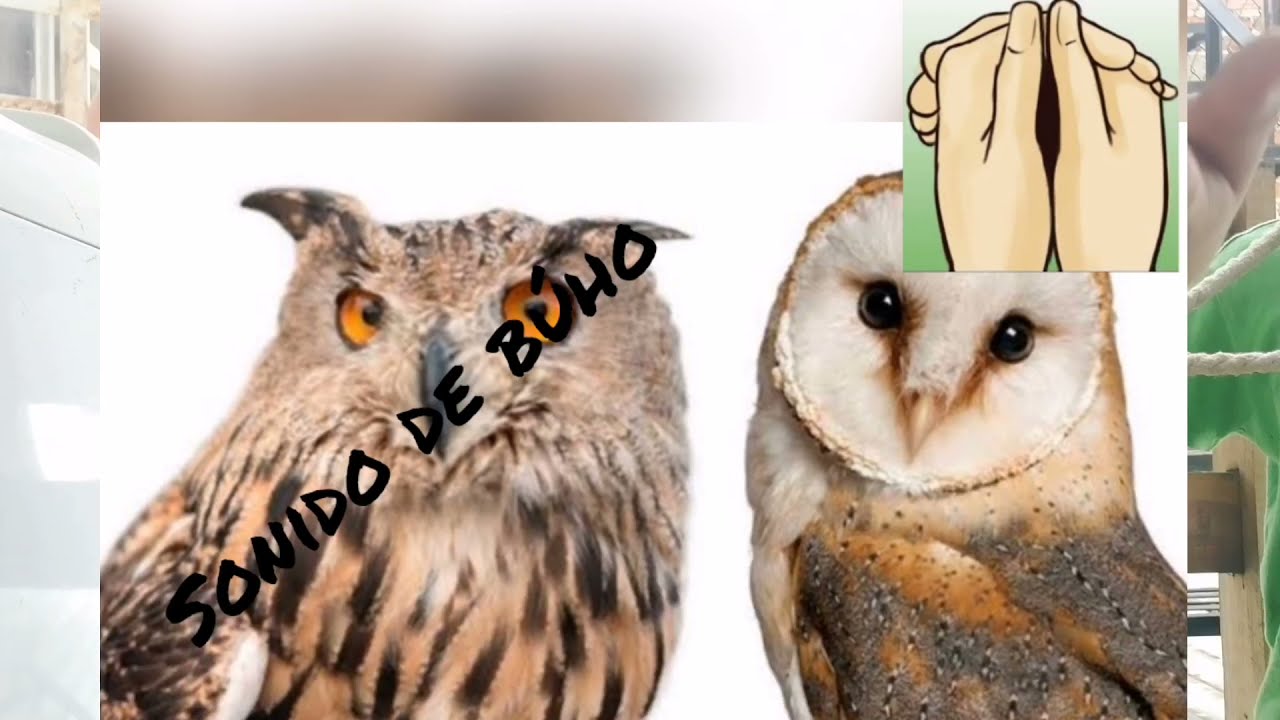 c&oacute;mo hacer el sonido de b&uacute;ho con las manos (ocarina)