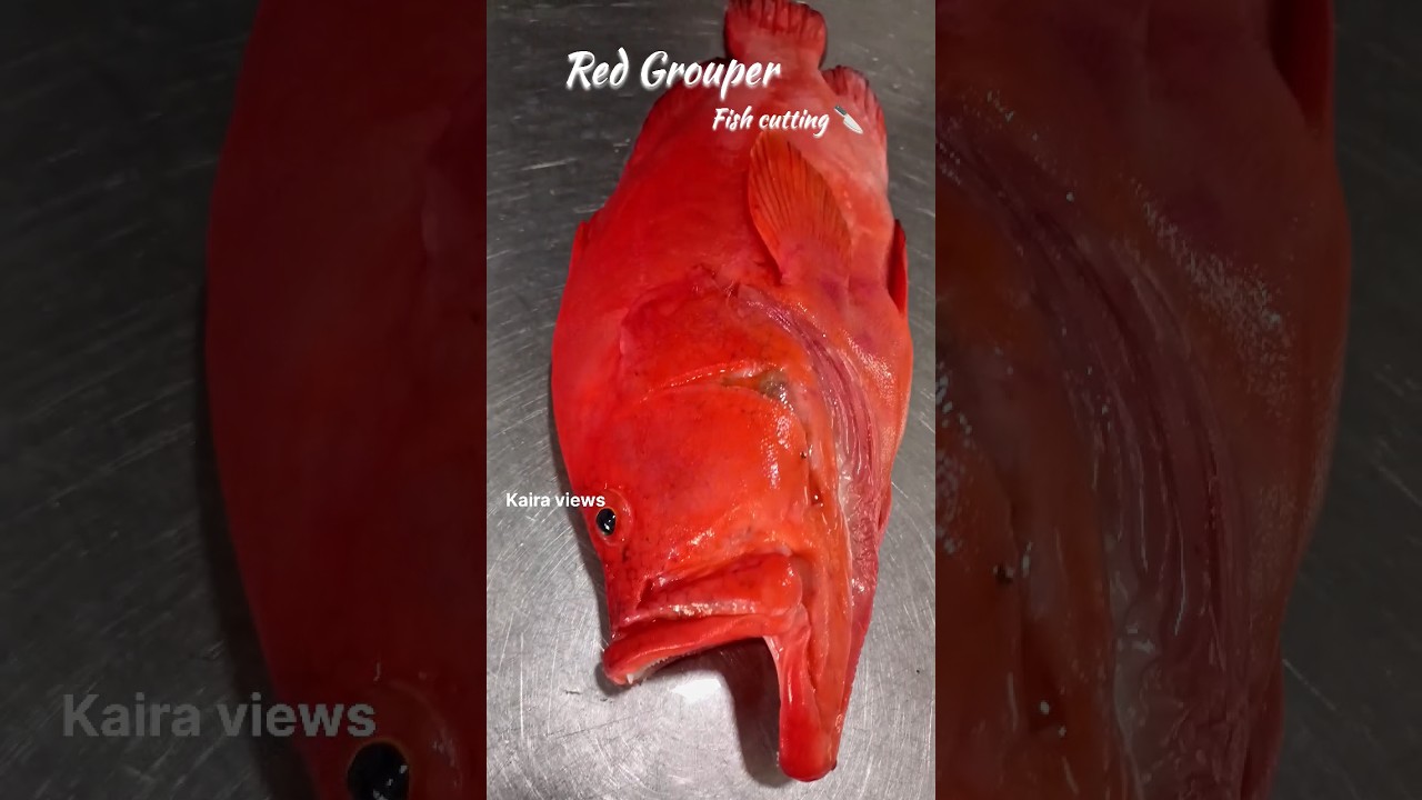Red grouper🍒 fish cutting 🔪