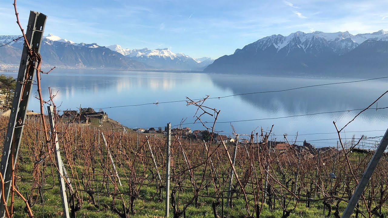 Une année à la vigne - Les domaines du possible (2/4) - Printemps