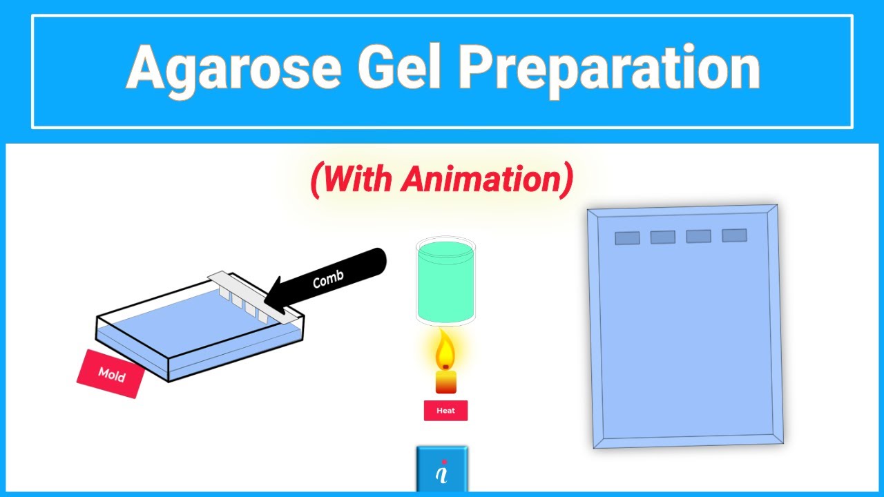 Agarose Gel Preparation (Animation)