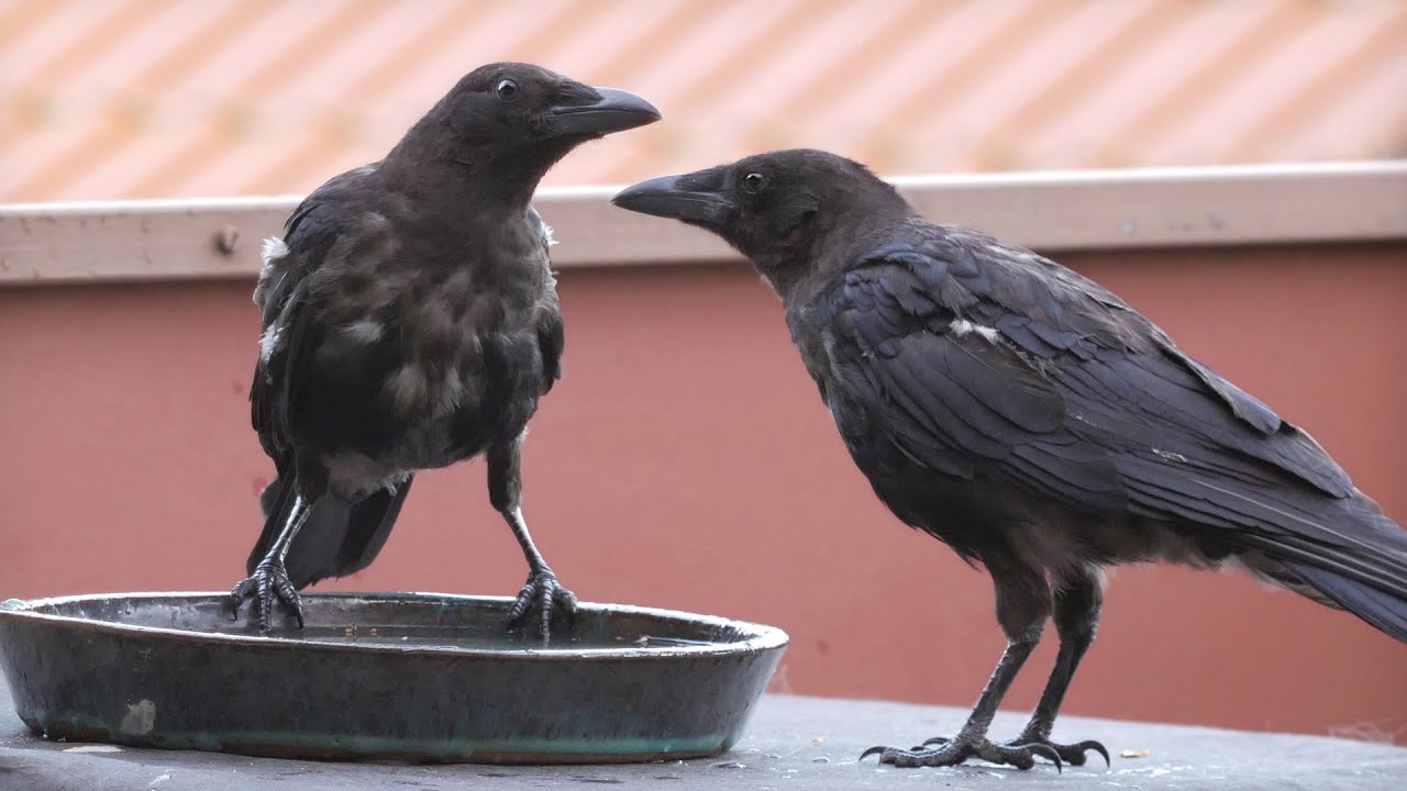 Beautiful Crows