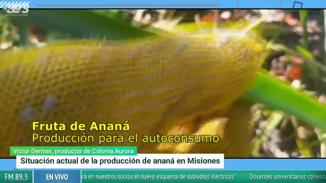 Situación actual de la producción de ananá en Misiones