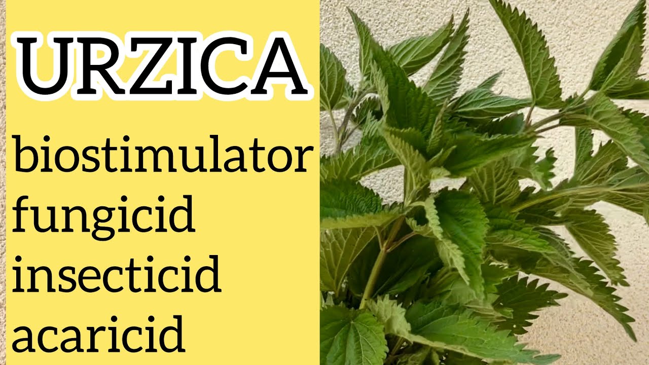 Preparate din URZICA pentru toata gradina #macerate #infuzii #urzica