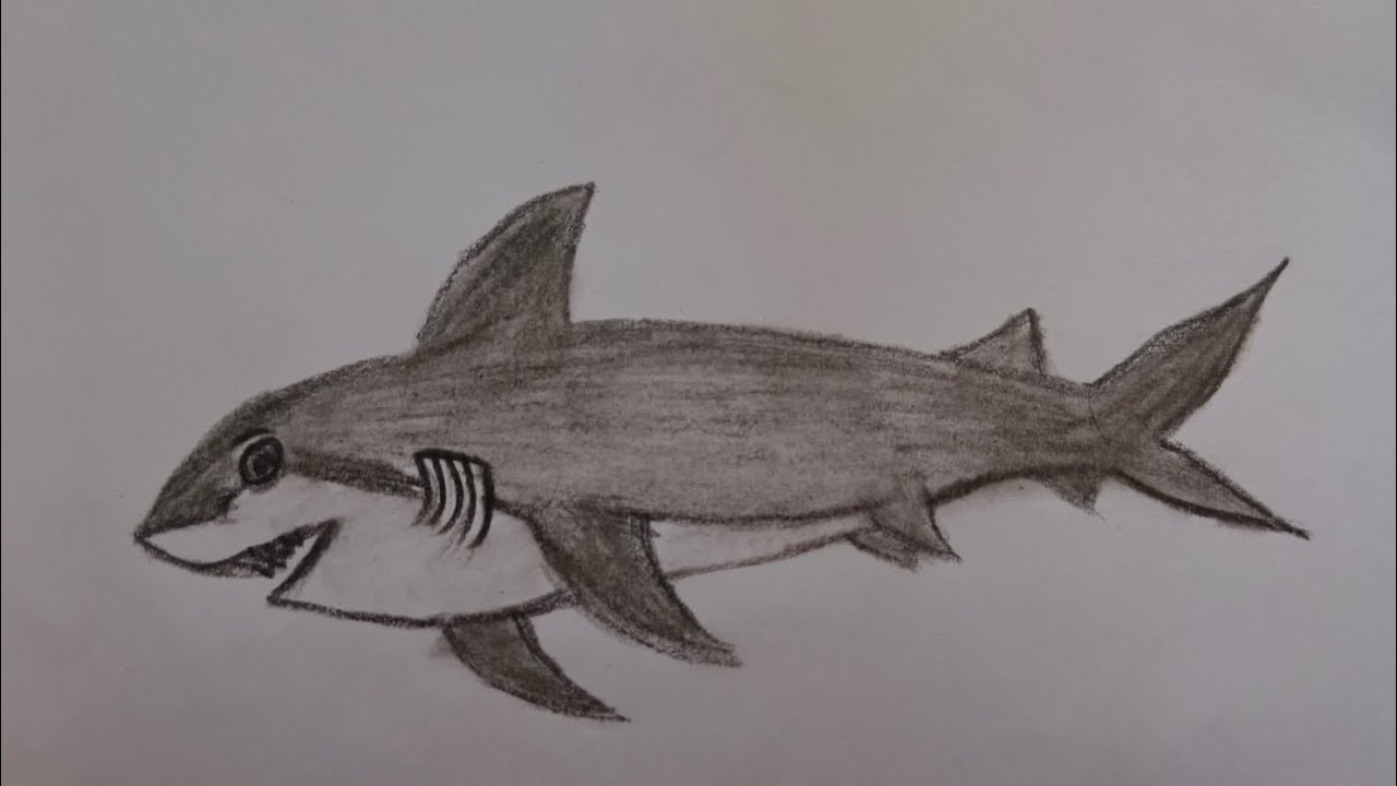 How to draw shark|sea fish| shark | simpledrawing |easy drawing|step by steps drawing | dream line 