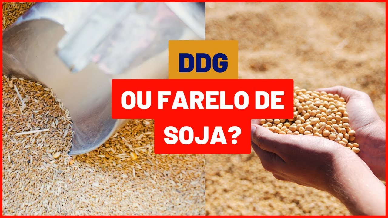 DDG ou farelo de soja: qual escolher para alimentação animal