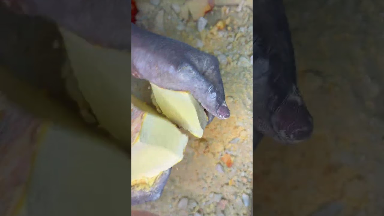 Pasted crumbles | Yellow Dyed