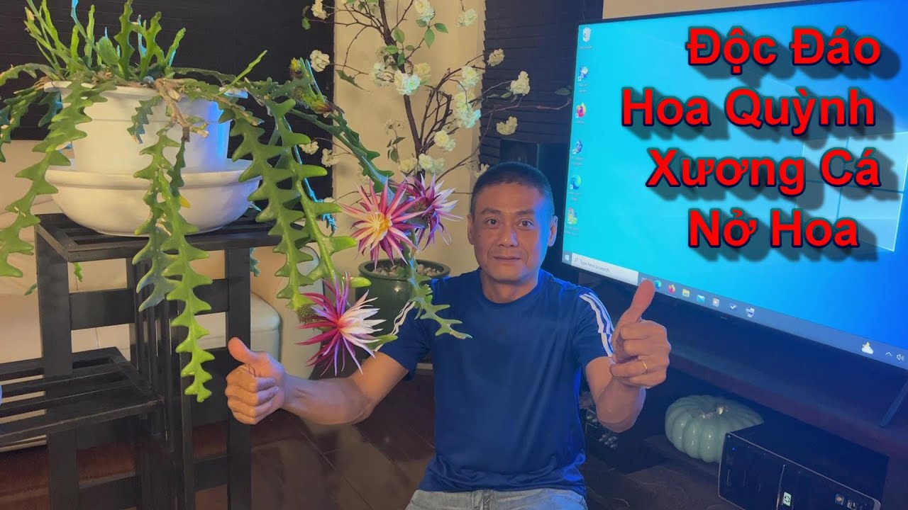lili🇺🇸 CHIA SẺ Hoa QUỲNH ĐỎ MEXICO -  Quỳnh Xương cá loài hoa khó nở hoa nhất hiện nay