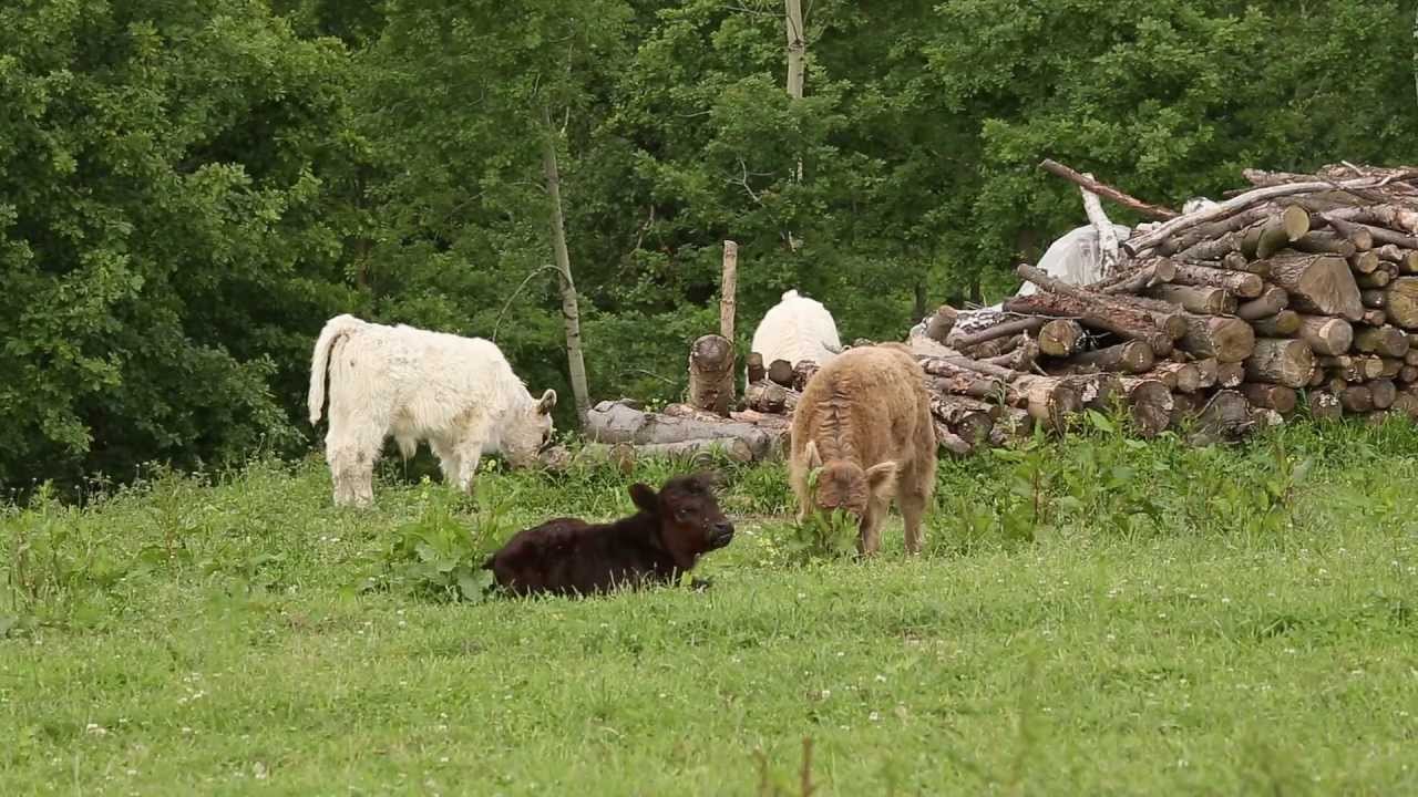 Galloway i Highland Cattle w Chmielniku VI 2013
