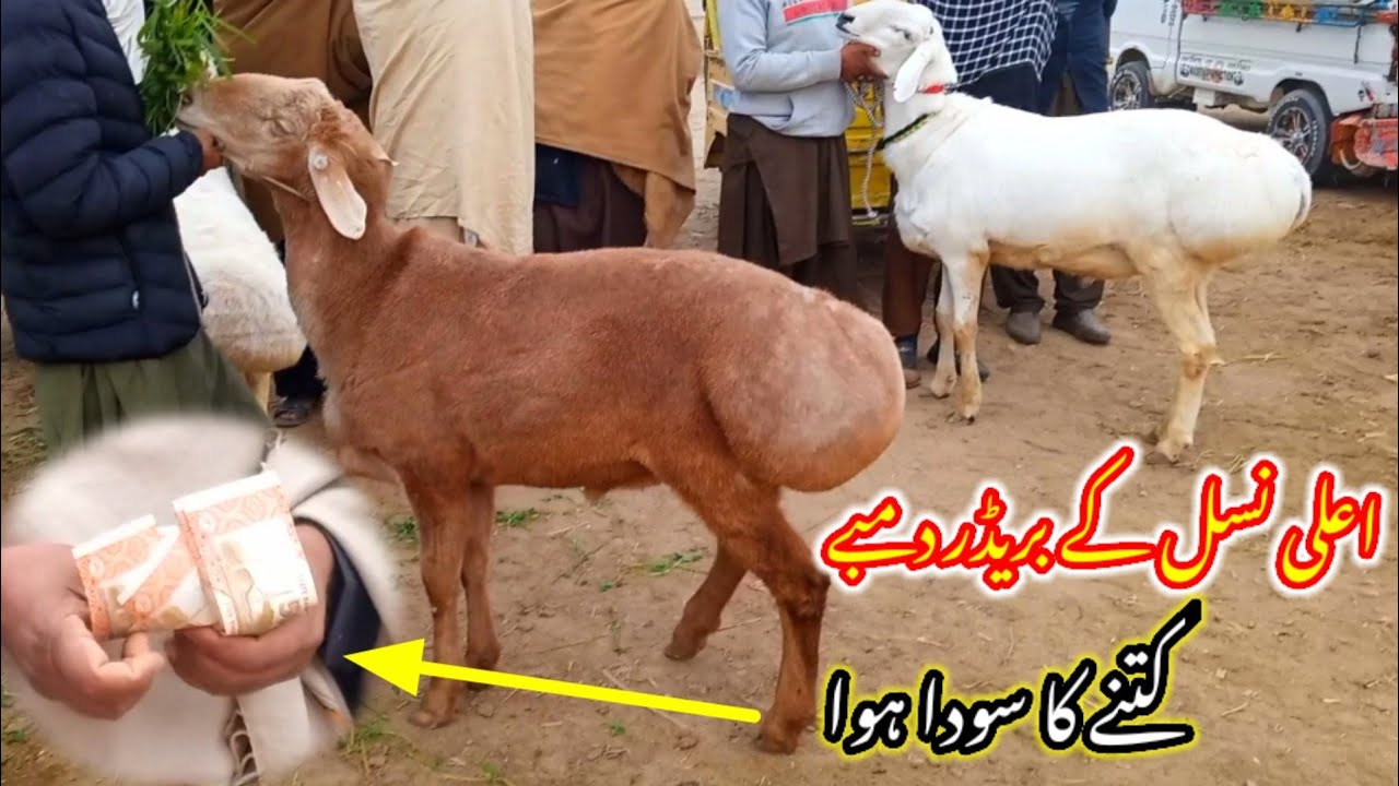 Talagang dumba Mandi/zero size Turkey dumba kids rates/dumba Mandi 17 January new update/