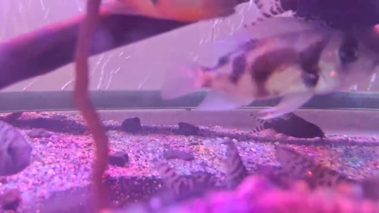 Fishes surrounding 😘