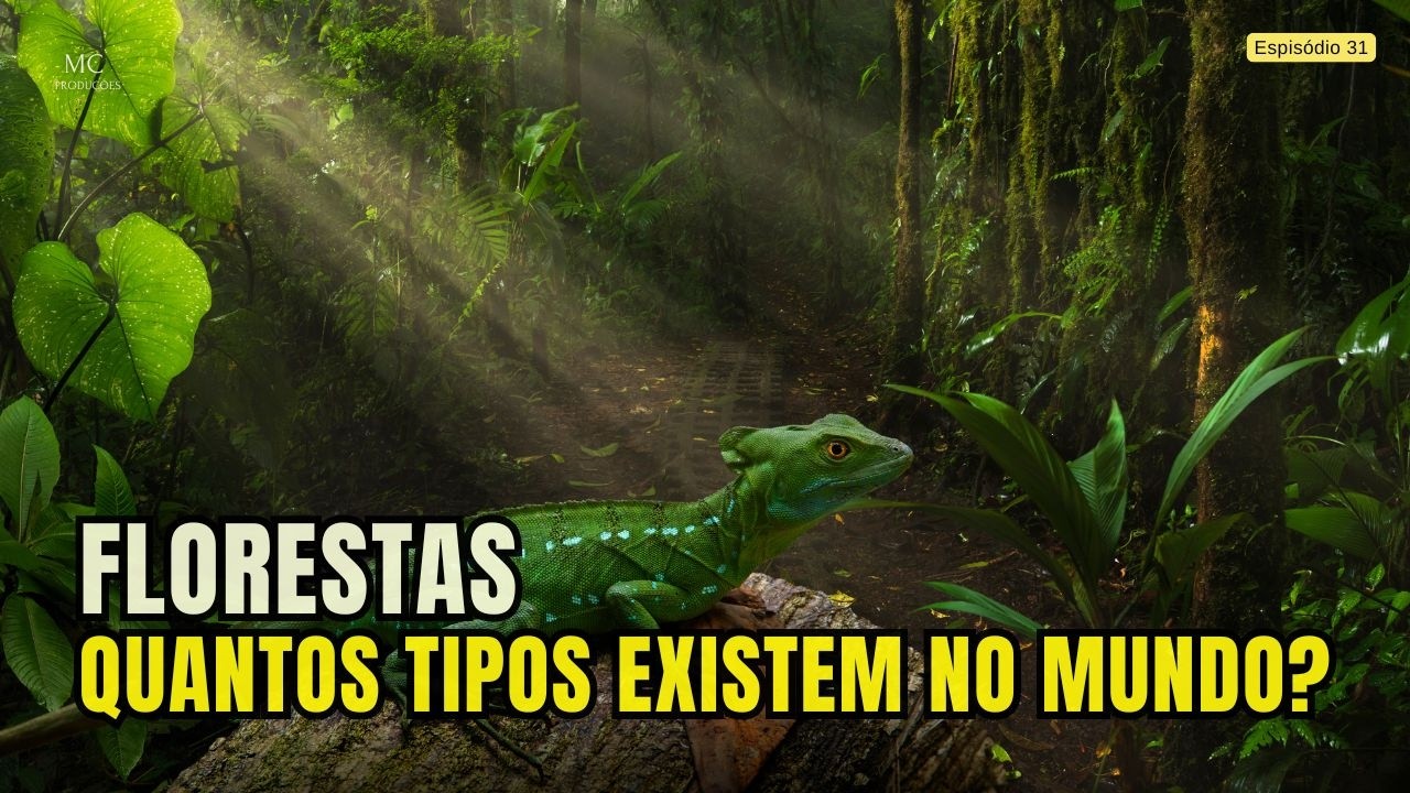 Quantos tipos de floresta existem no mundo?
