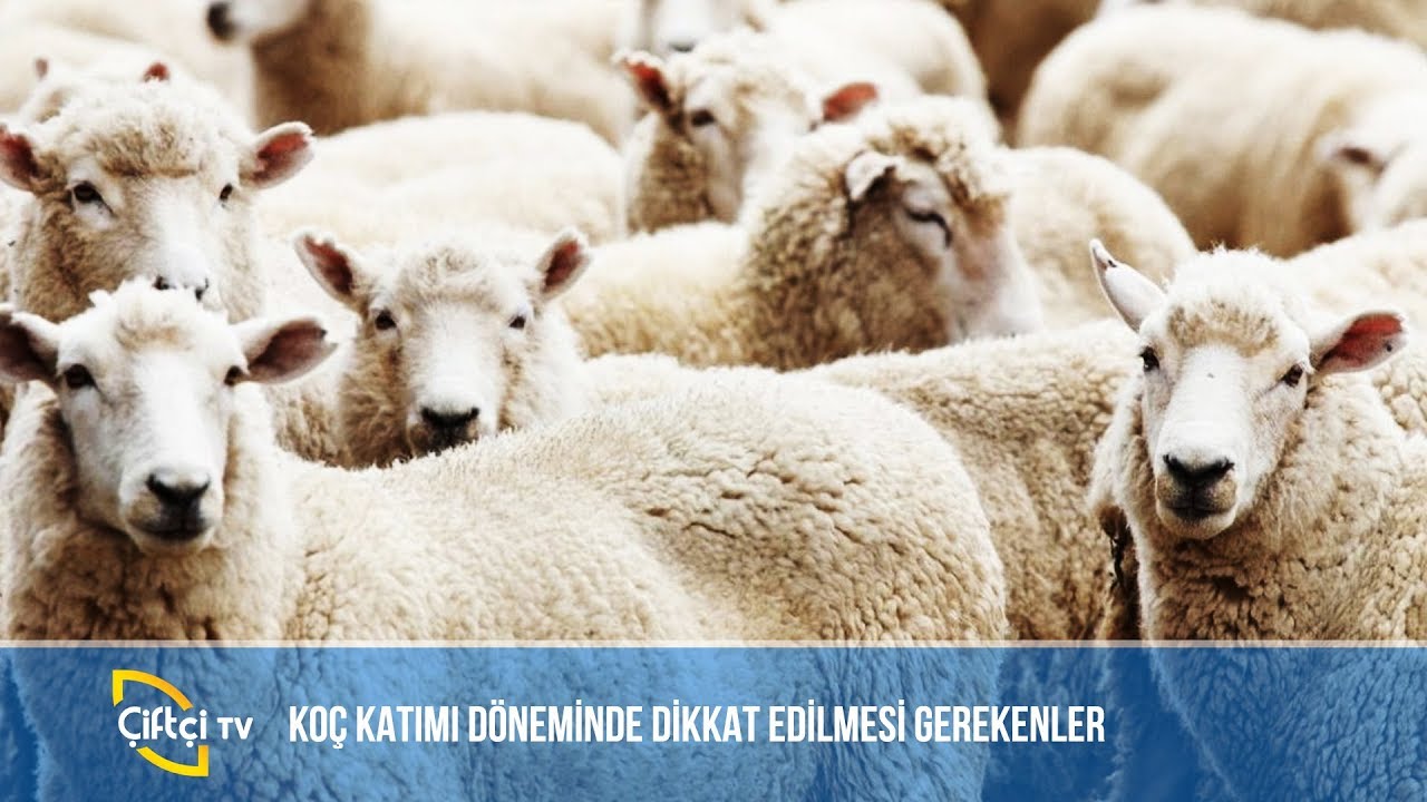 Koç Katımı Döneminde Dikkat Edilmesi Gerekenler -BİLİNÇLİ HAYVANCILIK