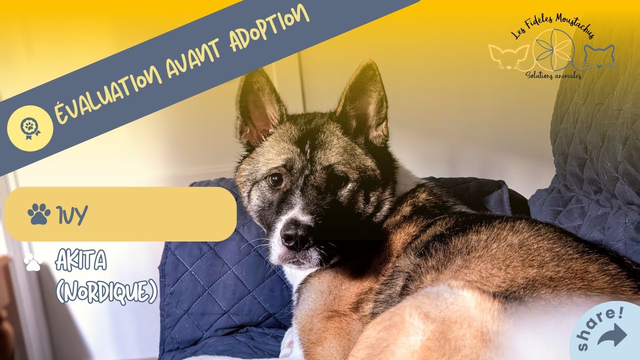 Ivy, Akita au grand cœur : découvre son évaluation touchante 🐾❤️