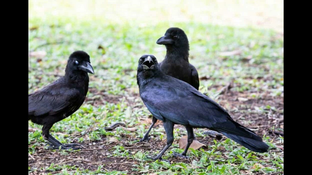 CUERVOS GRAZNANDO EN EL CAMPO - Crows Caw in Field